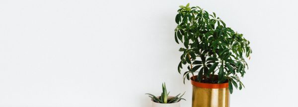 offer-bg Decorative Jar